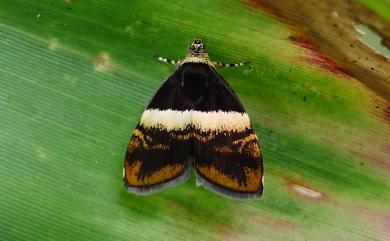 Choreutis xanthogramma (Meyrick, 1912) 黃翅桑舞蛾