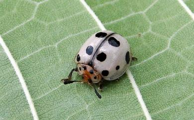 Cyclotoma formosana Chujo, 1938 蓬萊黑星偽瓢蟲