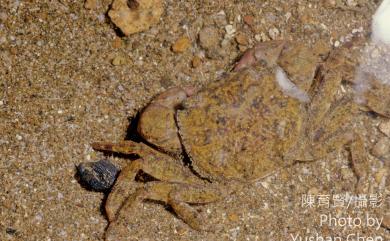 Hemigrapsus penicillatus (De Haan, 1835) 絨毛近方蟹