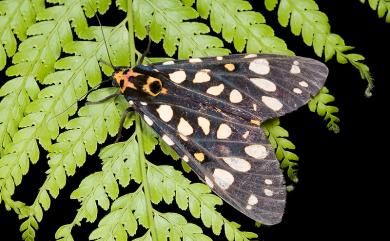 Aglaomorpha histrio formosana (Miyake, 1907) 大麗燈蛾