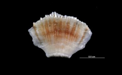 Truncatoflabellum carinatum Cairns, 1989 龍首截扇珊瑚