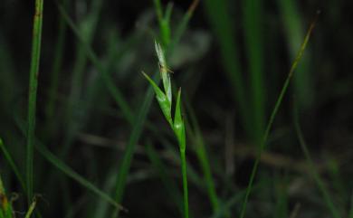 Carex taiwanensis (Ohwi) Akiyama 臺灣疏花薹