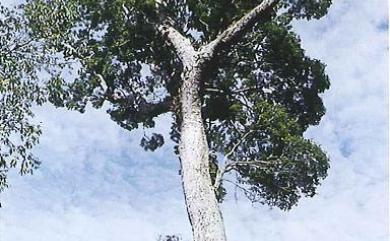 Camphora micrantha (Hayata) Y.Yang, B.Liu & Zhi Yang 冇樟