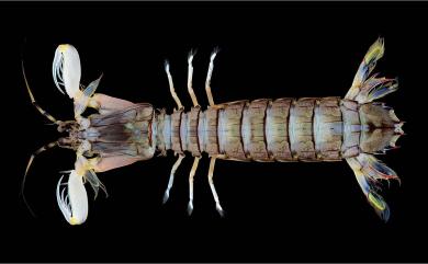 Oratosquillina nordica Ahyong & Chan, 2008 北方似口蝦蛄