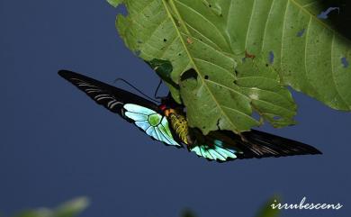 Troides magellanus sonani Matsumura, 1932 珠光裳鳳蝶