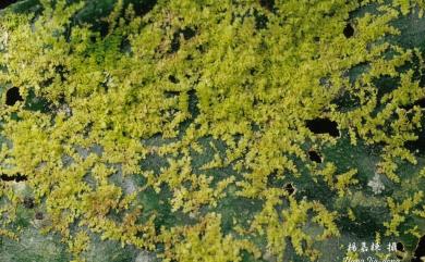 Cololejeunea spinosa (Horik.) Pandé & Misra 刺疣鱗蘚