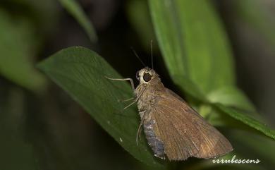 Pelopidas conjuncta Herrich-Schäffer, 1869 巨褐弄蝶