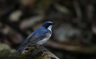 Larvivora cyane bochaiensis (Shulpin, 1928) 藍歌鴝(東南亞種)