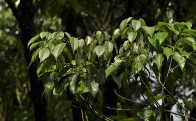 Quercus repandifolia 波緣葉櫟