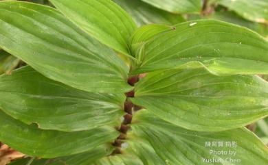 Tricyrtis formosana var. formosana Baker 1879 臺灣油點草