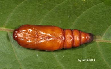 Eligma narcissus (Cramer, 1775) 臭椿皮蛾