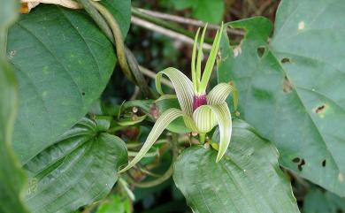 Stemona tuberosa Lour. 百部