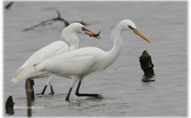 Egretta eulophotes (Swinhoe, 1860) 唐白鷺