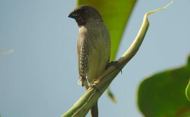 Lonchura punctulata topela (Swinhoe, 1863) 斑文鳥