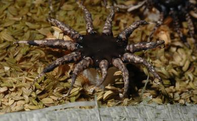 Aseroë arachnoidea 星頭鬼筆