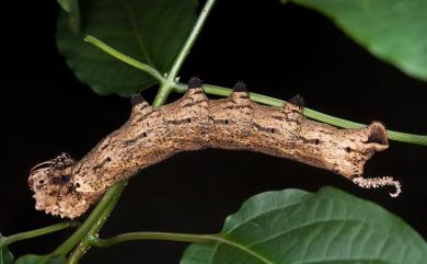 Acherontia lachesis Fabricius, 1798 人面天蛾