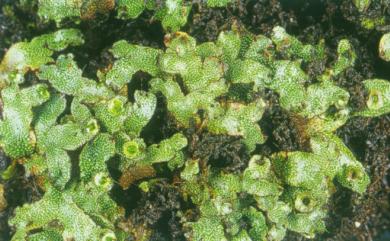 Marchantia paleacea subsp. paleacea