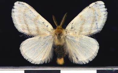 Euproctis karapina Strand, 1914 淡紋黃毒蛾