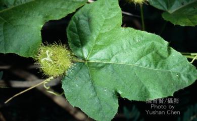 Passiflora foetida var. tainaniana Y.C.Liu & C.H.Ou 臺南毛西番蓮