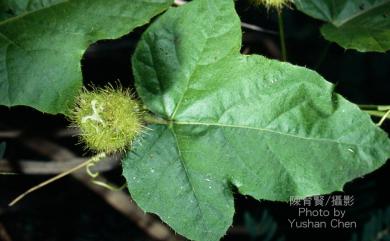 Passiflora foetida var. tainaniana 臺南毛西番蓮