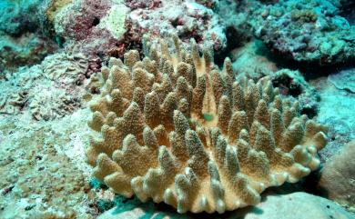 Lobophytum hirsutum Tixier-Durivault, 1956 粗糙葉形軟珊瑚