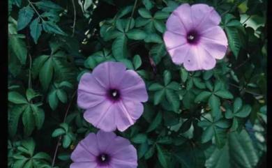 Ipomoea cairica 槭葉牽牛