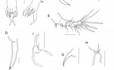 Xarifia taiwanensis Cheng, Ho & Dai, 2011 臺灣珊虱