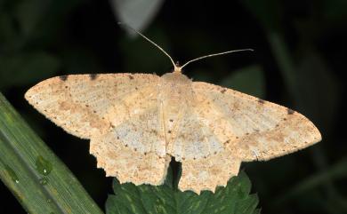 Luxiaria emphatica Prout, 1925 鋸緣鈎尺蛾