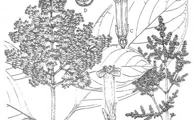 Wendlandia uvariifolia Hance 水錦樹