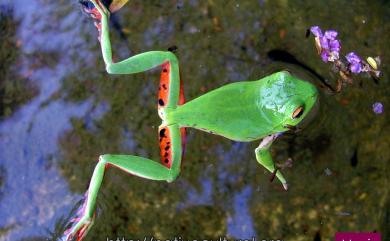 Zhangixalus moltrechti (Boulenger, 1908) 莫氏樹蛙