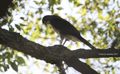 Accipiter trivirgatus formosae Mayr, 1949 鳳頭蒼鷹(台灣特有亞種)