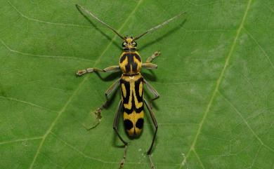 Chlorophorus annularis (Fabricius, 1787) 竹虎天牛