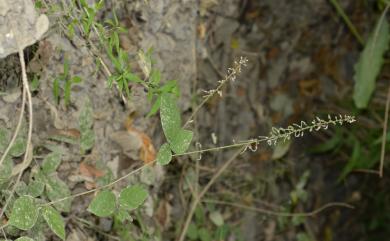 Desmodium diffusum 散花山螞蝗