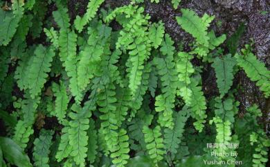 Adiantum diaphanum Blume 長尾鐵線蕨