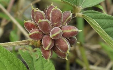 Flemingia prostrata Roxb.Junior ex Roxb. 菲島佛來明豆