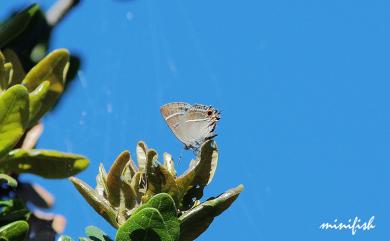 Teratozephyrus elatus Hsu & Lu, 2005 高山鐵灰蝶