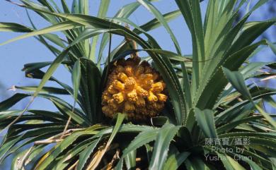 Pandanus odorifer 露兜樹