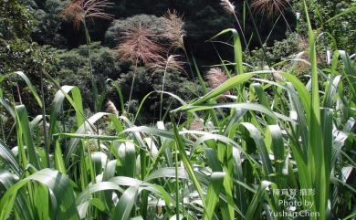 Miscanthus floridulus (Labill.) Warb. ex K.Schum. & Lauterb. 五節芒