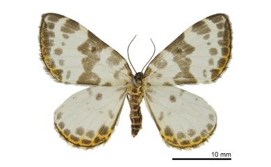 Gandaritis whitelyi (Warren, 1895) 懷特利氏枯葉尺蛾