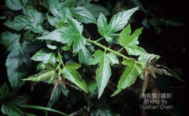 Rubus corchorifolius 變葉懸鉤子