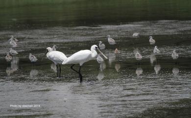 Platalea minor Temminck & Schlegel, 1849 黑面琵鷺