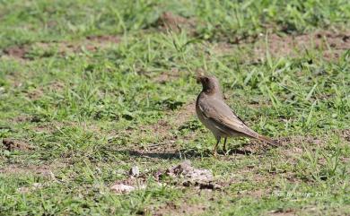 Turdus atrogularis Jarocki, 1819 黑頸鶇