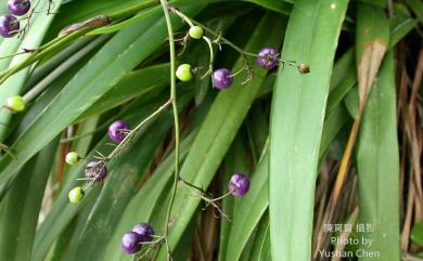 Dianella ensifolia (L.) DC. 桔梗蘭