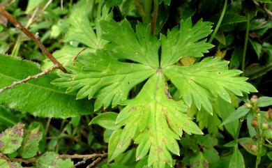 Aconitum fukutomei var. fukutomei 臺灣烏頭