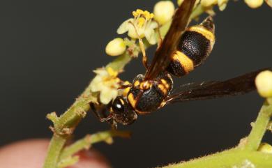 Parancistrocerus taihorinensis (Schulthess, 1934)