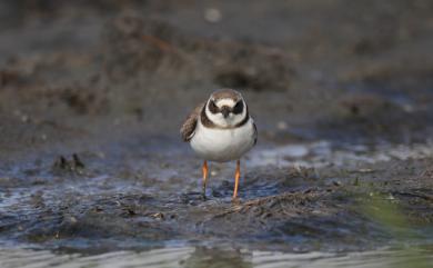 Charadrius hiaticula tundrae (Lowe, PR, 1915) 環頸鴴