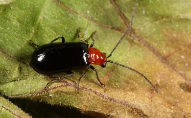 Cerophysa nigripennis (Kimoto, 1966) 直角熙螢金花蟲