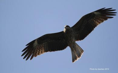 Milvus migrans formosanus Kuroda Sr, 1920 黑鳶(台灣亞種)