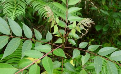 Tetradium glabrifolium (Champ. ex Benth.) T.G. Hartley 賊仔樹