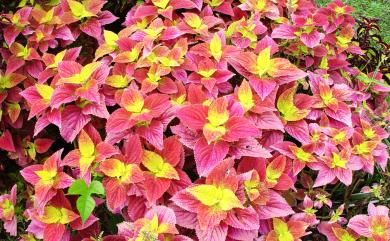 Coleus scutellarioides 小鞘蕊花